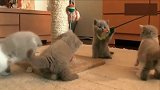 六周大的一窝小猫咪，萌到让人爱不释手