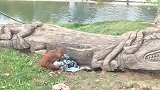 比利时：一只猩猩与水獭争夺毯子似拔河，场面逗趣