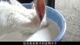 哈哈！真是太逗了，这个搞笑视频的合集真绝了！