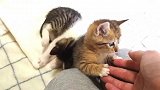两个在学习玩闹打斗的小猫咪，画面看着十分有爱