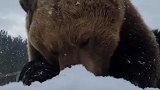 下雪天，大棕熊独自吃石榴