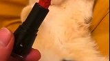 女朋友的口红被猫偷吃了