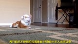 狗狗拍着地板呼唤小主人玩耍，小主人乐呵呵奔向狗狗，太有爱了
