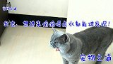 几只小猫睁开眼会到处爬了，母猫急得直叫公猫，公猫的表现太逗了