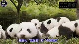 搞笑可爱的小熊猫视频合集,饲养员简直是操碎了心,又蠢又萌