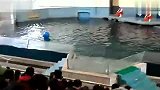 旅游-海洋馆动物表演