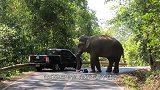 狮群捕猎野牛，本以为野牛必死无疑，狮子为什么突然松口