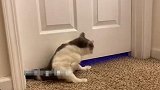 美国：这不科学！一女子拍下宠物猫从一扇紧闭的门下小缝隙穿过