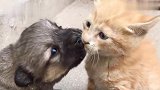 猫咪不让狗狗舔，萌狗非去舔猫咪，结果挨揍了！