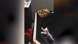 爆笑家庭宠物集合，这猫咪聚精会神的样子，是在干嘛呢
