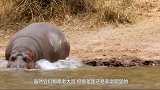 大象进入河马群，河马们忍气吞声，有一只就不服，想要试试