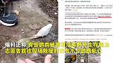专家： 成都被放生虎皮鹦鹉恐难存活