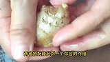 真是没想到，生姜和枸杞作用这么厉害