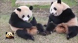 熊猫樱浜拒绝有福同享，三番五次将妹妹蹬开，俩吃货胖墩儿好可爱