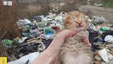 垃圾堆找到一只快饿死的小奶猫，带回家小奶瓶伺候