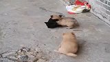 中华田园犬：说好的二打二的，怎么就反水了