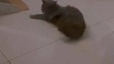公猫和它的女朋友，它俩这是啥意思呢