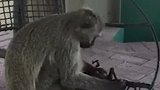 感动众人！小猴死去母猴哀痛欲绝 紧紧抱住遗体十天不肯撒手