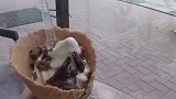 这样的冰淇淋你敢吃吗？