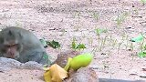 猴子捡起地上的一个芒果，直接被吓得惊叫连连，这是啥玩意