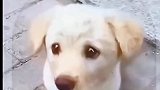 流浪狗宝宝祈求路人能够收留它
