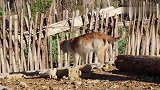 农村橘猫和狸花猫的悠闲生活,自由自在很惬意