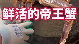 鲜活的帝王蟹，看着就香