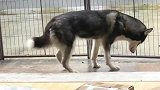 有谁知道狗狗这样是怎么回事吗