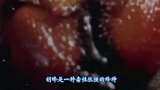 汽车长时间搁置，被大量胡蜂入侵，整辆车宛如一个巨大的蜂巢