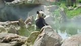 大熊猫：吾即将踏入涅槃期，请尔等凡人不要打扰