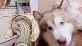 狗狗有多会撒娇