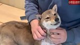 在柴犬咖啡厅遇见一只超级可爱的狗子，任由人们抚摸，好乖！