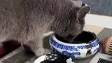 猫咪，我要做个满腹墨水的猫
