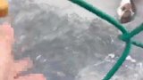 小伙给狗狗一块月饼，谁知它接下来做出的反应，太扎心了！