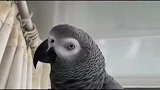 主人让鹦鹉小灰唱美声，鹦鹉小灰开启了撒娇模式！