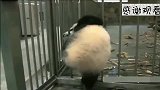 大熊猫为了喝奶越狱,没想到头太大卡住了