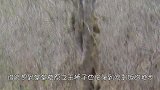 豹子捕食羚羊，怎么都没想到羚羊角如此尖锐，悲剧发生了！