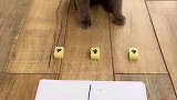 “归.西”是不是地名不知道，反正我家猫去了一趟萌宠出道计划 爱宠来狂欢