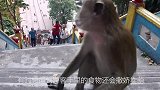 一只猴子在公鸡面前耍起了流氓，镜头拍下全过程