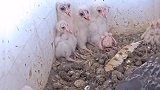 这鸽子是真不见外啊！
