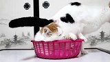 橘猫打呼打得正香，奶牛猫非要挤进来一起睡，太逗了