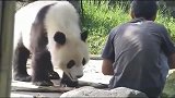 大熊猫我挨你一下怎么了，竟然敢推我！我是国宝