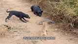一群土狗围杀巨蜥，土狗气焰嚣张，下一秒被巨蜥咬的口吐白沫！