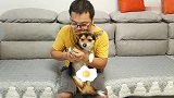 主人让狗狗摁手印,当得知这是卖身契时,竟委屈巴巴的快哭了