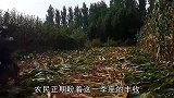 大爷清晨到玉米地，发现玉米上竟长出“钱”，惊喜之后更多是心痛