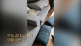 租客领养宠物后悄悄搬走：两只狗狗被活活饿死，小猫靠一碗水幸存