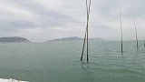 岛上废弃的老鱼塘没人打理，发现底下海螺猫鲨都超大
