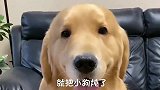 金毛儿子差点被炖，幸好小主人及时相助，这回金毛真慌了！