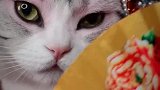 猫咪扮演花旦，还有模有样的，猫咪太可爱了！