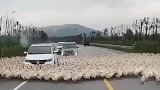 你这是遇到鸭打墙了吧